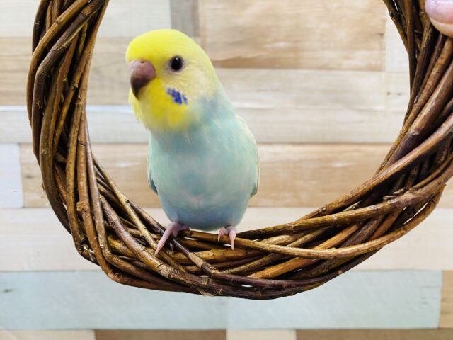 最新画像有り♪明るめグリーンの可愛いコ！セキセイインコのパステルカラーレインボー！