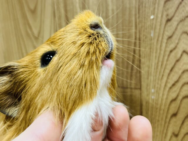 【最新動画更新🪄】小山店初！？さらさらヘアーのモルくんです🫧シェルティモルモット(男の子)