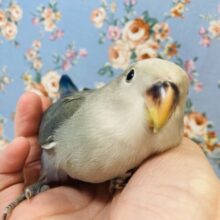 一人餌🌟手乗りコザクラインコ💙(アクアバイオレット)