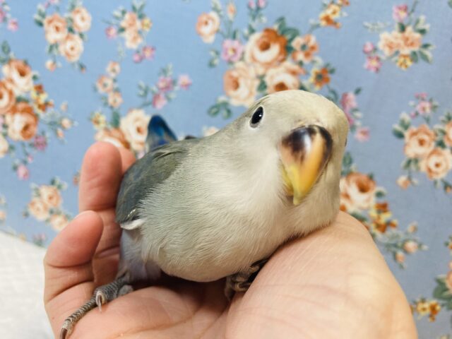 一人餌🌟手乗りコザクラインコ💙(アクアバイオレット)
