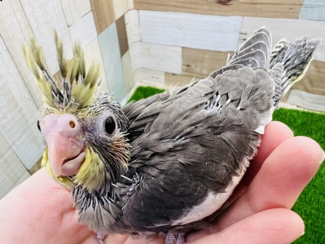 ツンツン☆並オカメインコのヒナ入舎です！