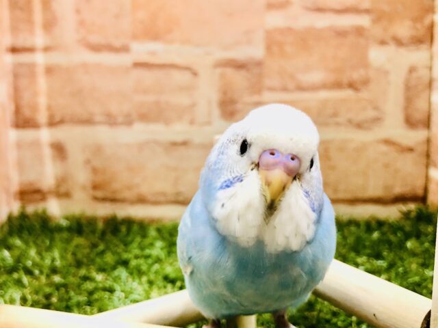 すっきり青空カラー　セキセイインコ　Ｒ５　２／１６撮影
