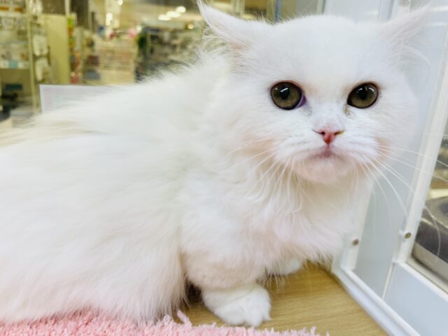 クリクリおめめの短足♥ミヌエットちゃん！