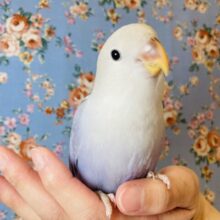 最新画像✨天使降臨..🤍淡い優しいお色の激かわコザさんです🤍🤍