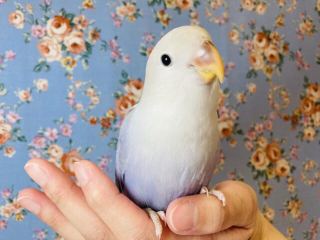 最新画像✨天使降臨..🤍淡い優しいお色の激かわコザさんです🤍🤍