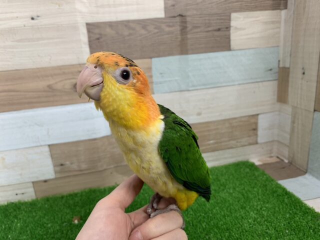 優顔のシロハラインコの雛入舎ですよー!!