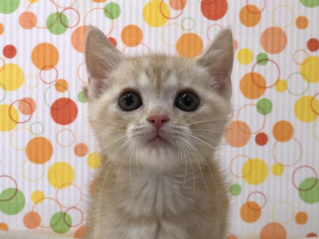 元気いっぱいの甘えん坊！アメショ来たよ！