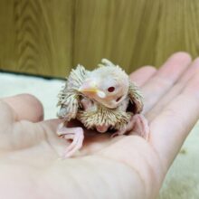 ヒナヒナはげちゃびん♪♡シナモン文鳥 ヒナ