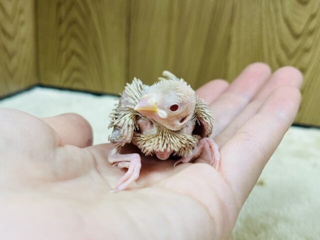 ヒナヒナはげちゃびん♪♡シナモン文鳥 ヒナ