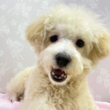 ふわふわガールやで😉 トイプードル×チワワ×ポメラニアン(アプリコット) 女の子♪ 2022年7月17日生まれ！