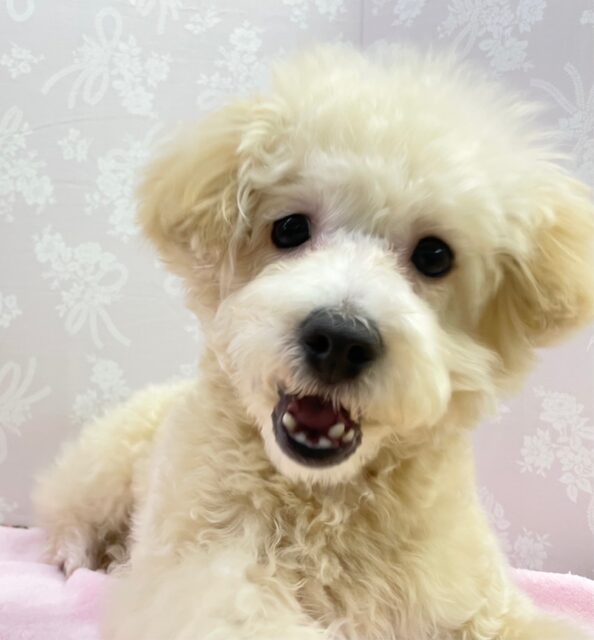 ふわふわガールやで😉 トイプードル×チワワ×ポメラニアン(アプリコット) 女の子♪ 2022年7月17日生まれ！