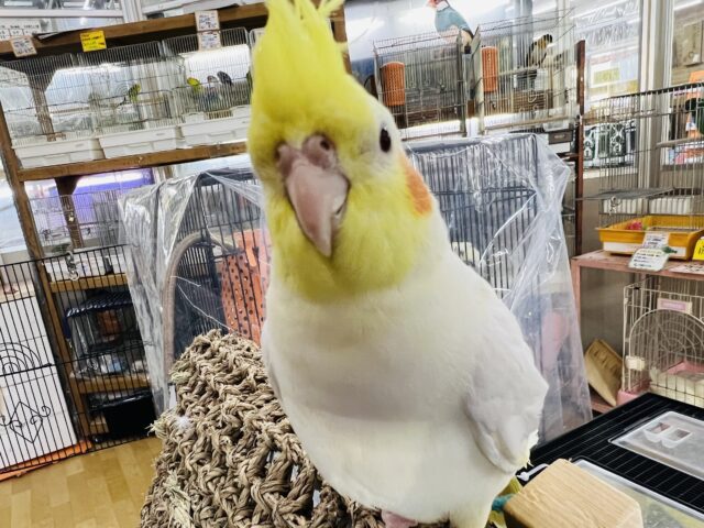 べったなれ♡良く鳴くルチノーオカメ☆