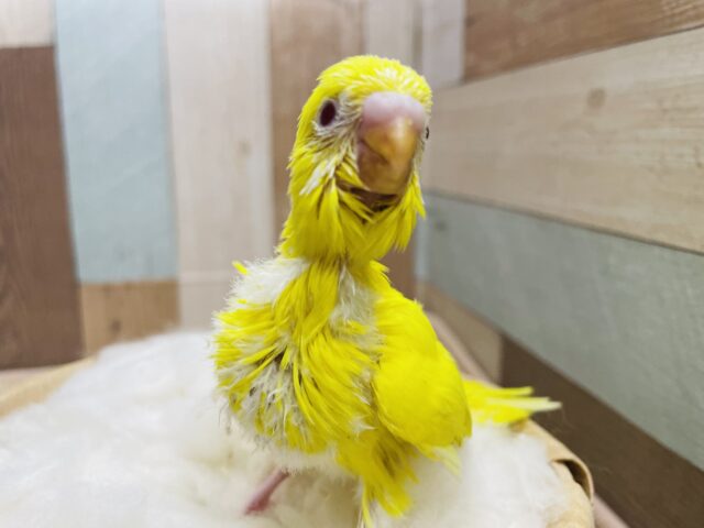 サンサン明るいカラーのコ！セキセイインコのルチノー！