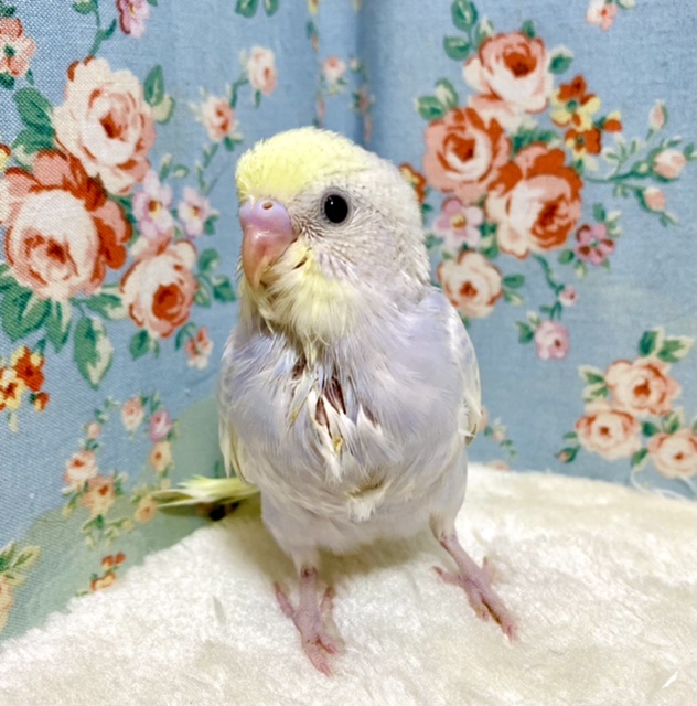 セキセイインコ イエローフェイスライラック 💐*💜 2/18