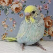 キミかわいいね🥰手乗りセキセイインコ(レインボーパイド)💙
