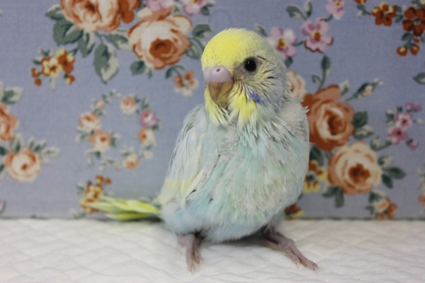 キミかわいいね🥰手乗りセキセイインコ(レインボーパイド)💙
