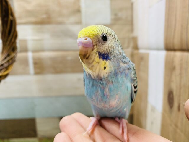 最新画像有り☆クリクリおめめが可愛らしい！セキセイインコのレインボー！