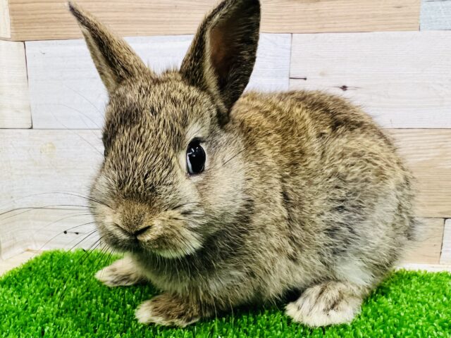 ころっころ♡チェスナットネザーランドドワーフラビット☆