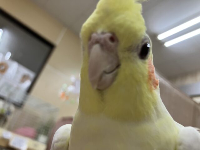 オカメインコ ルチノー！ぱっちり！むっちり！むっちむち！
