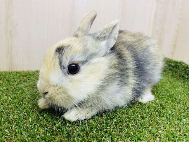 うさぎのぬいぐるみさん💓　ネザーランドドワーフ　トーティ