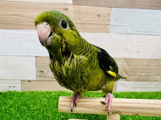 大きなお目目♡サザナミインコ(ノーマル)のヒナ❤