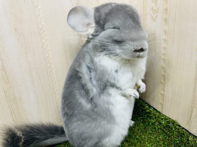 ツヤツヤ安心サイズのチンチラさん‼️ チンチラ　ヴァイオレット　女の子