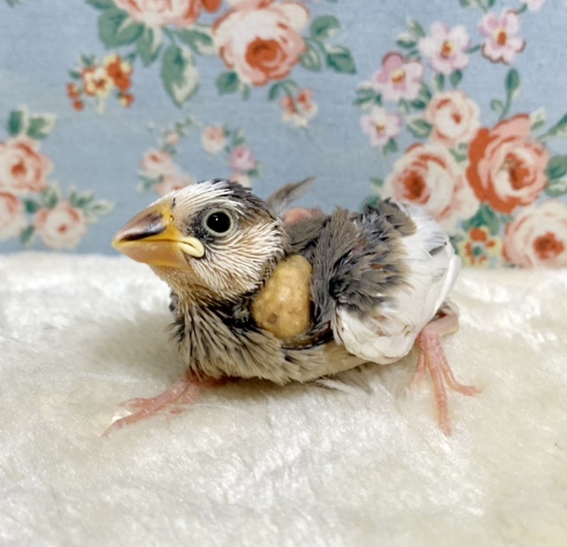 文鳥 パイド系 🤍🖤🌸 2/11