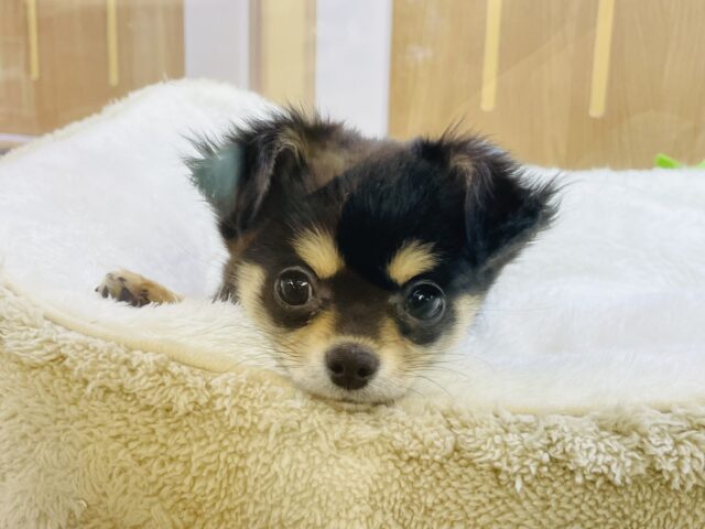 超ホヤホヤ最新画像✨わたち…すぐお腹出しちゃうの♡チワワちゃん！