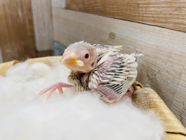 人気の高いレアカラーのヒナさんです！シルバーイノ文鳥！