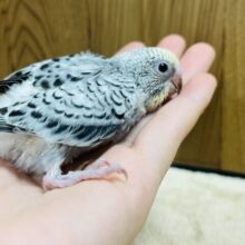色が変わっていくのが楽しみ♪セキセイインコ(イエローフェイスオパーリン) ヒナ