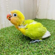 最新画像になりますよ！！思わず2度見‼️ 明るめな色合いが特徴的！　ヤマブキボタンインコ　イエロー