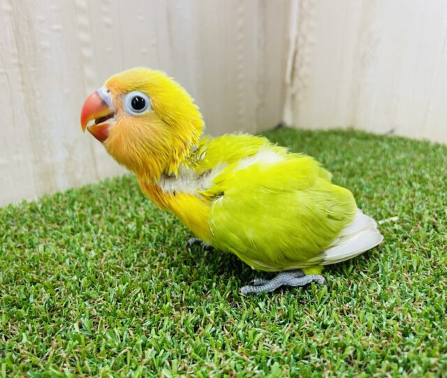 最新画像になりますよ！！思わず2度見‼️ 明るめな色合いが特徴的！　ヤマブキボタンインコ　イエロー