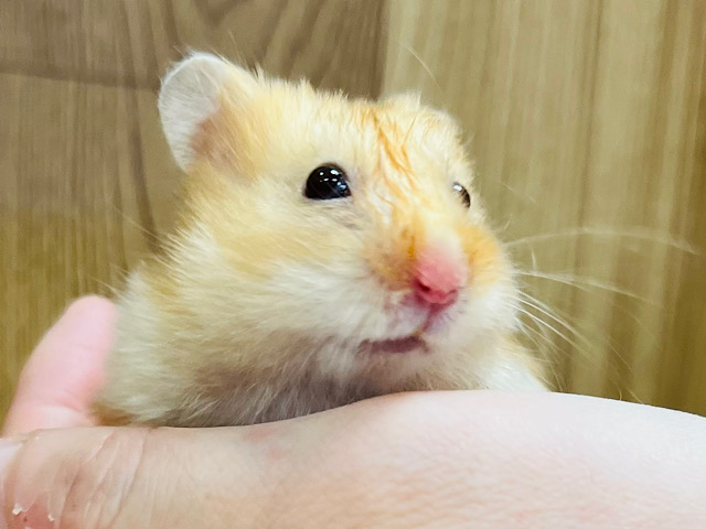 【最新動画更新🪄】食べものには目がありません！！サテンハムスター(男の子)