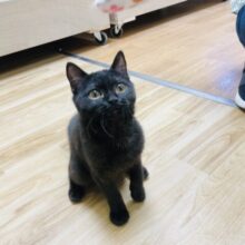 超ホヤホヤ最新画像✨️舌が出ちゃうスリスリboy♥スコティッシュフォールドくん！