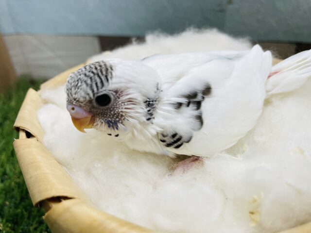 白い体に黒い模様がかっこいい！セキセイインコのハルクイン！