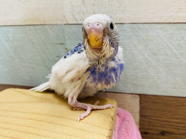 元気いっぱい☆白×青のパイドセキセイインコ！