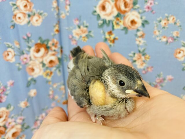 そのうが丸見え(*∩ω∩)桜文鳥のヒナちゃん入舎です🌸②