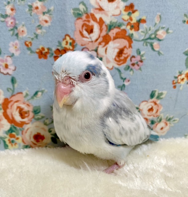 マメルリハ ヘビィパイドブルーファロー 💎✨️✨ 2/8