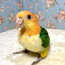 シロハラインコ  べたなれちゃん🍊🤍🍏    3/1