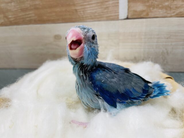 ブルーのかっこいい男の子！マメルリハインコのブルー！