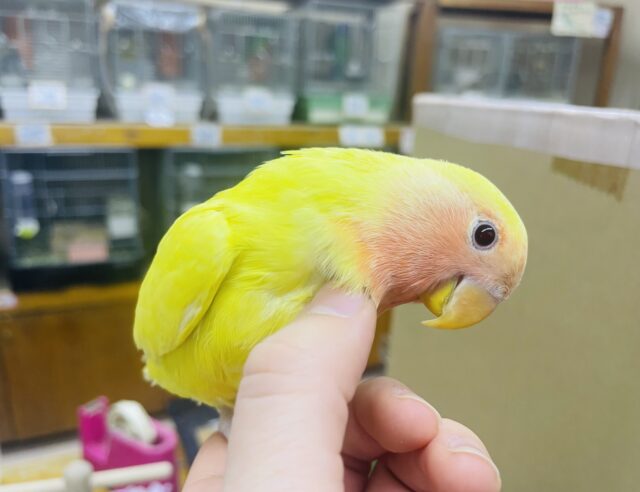 最新画像になりますよ！得意な事は上目遣い☺️✨　コザクラインコ　ルチノー