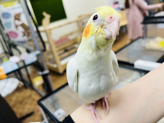 【最新画像・動画更新🪄】かわいいかわいいヒナちゃんです♡オカメインコ(ルチノー)ヒナ