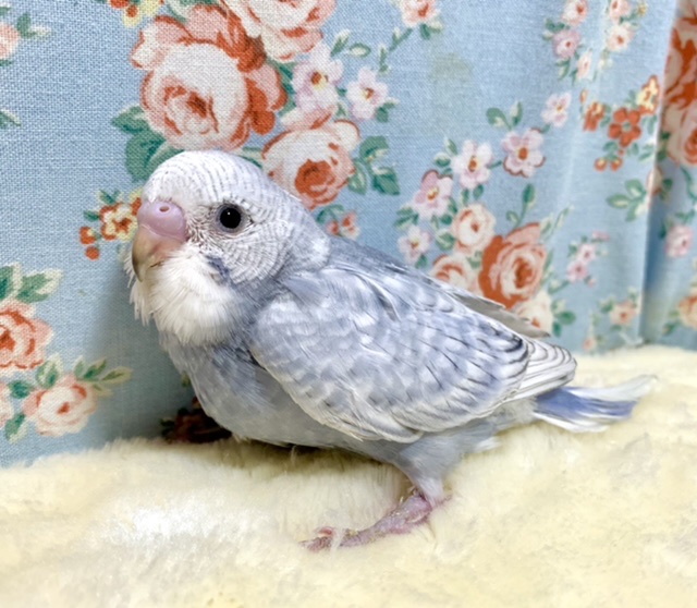 セキセイインコ モーヴスパングル 💐🫧 2/3