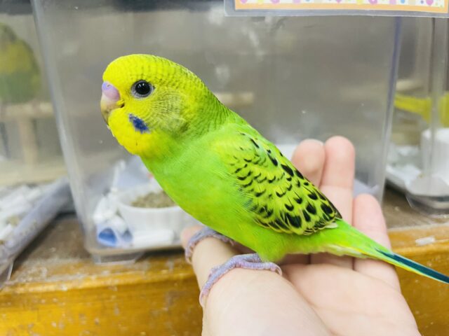 １人餌！最新画像になりますよ！！スマートなセキセイさんを目指します✨　セキセイインコ　オパーリン