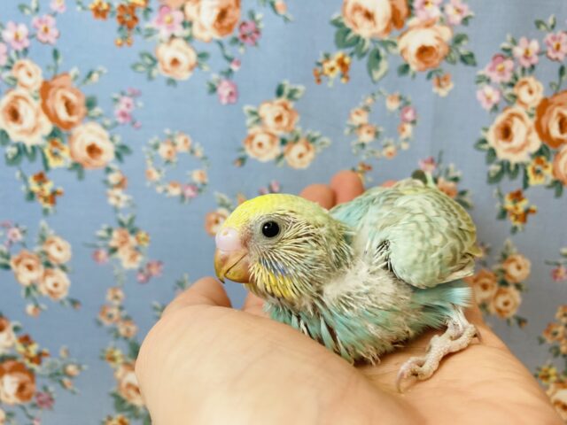 明るいレインボーカラーです💛手乗りセキセイインコ(パステルレインボー)