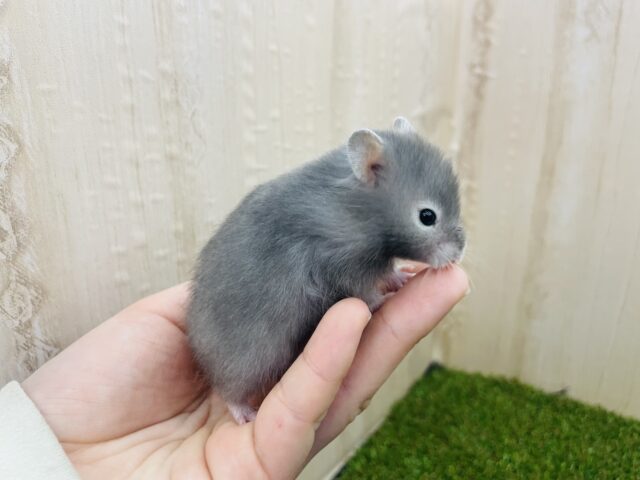 おメメの周りが白いんです‼️ 長毛ハムスター　セーブル系　女の子