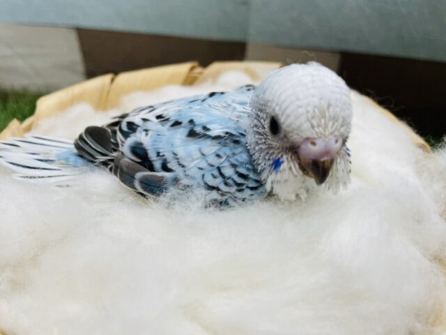 ほわほわ可愛いブルーのコ！セキセイインコのオパーリン！