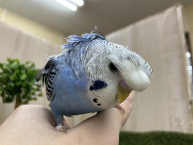 羽衣セキセイインコ！ギラり！オラオラ！
