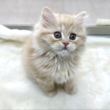 もふもふスコちゃん♡スコティッシュフォールド（レッドタビー）2022年12月4日生まれ　女の子