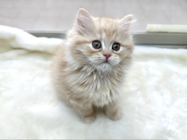 もふもふスコちゃん♡スコティッシュフォールド（レッドタビー）2022年12月4日生まれ　女の子